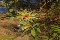 Capparis divaricata
